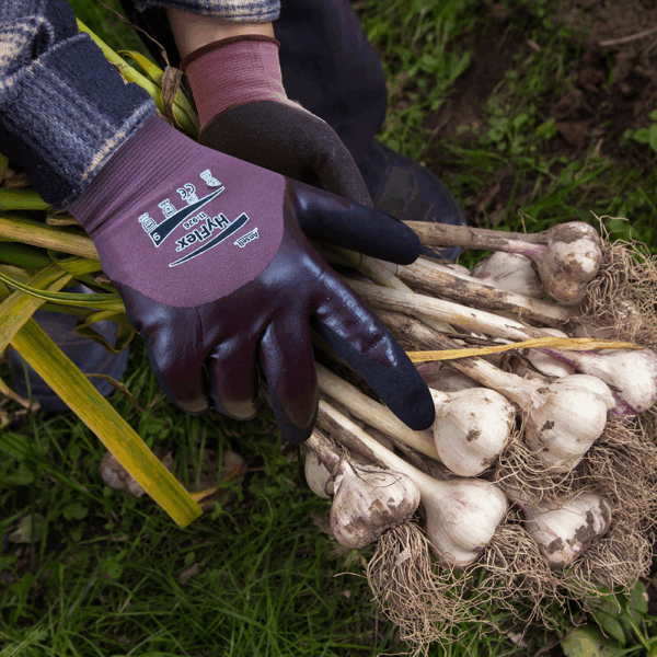 Person wearing Ansell HyFlex 11-926 gloves harvesting garlic
