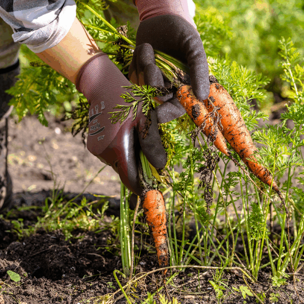 Person wearing Ansell HyFlex 11-926 gloves harvesting carrots