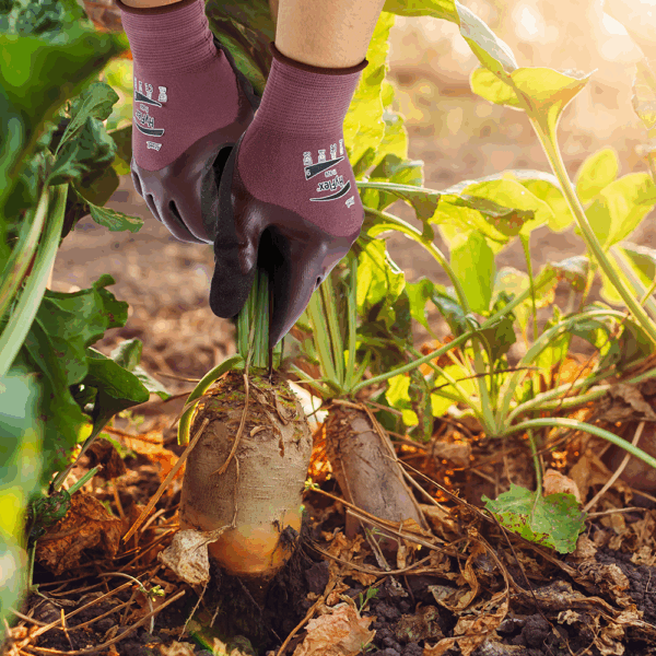 Person wearing Ansell HyFlex 11-926 gloves harvesting root vegetables in soil