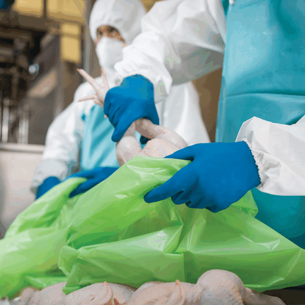 AlphaTec 88-356 chemical resistant gloves used for safe handling of raw poultry in food processing environments