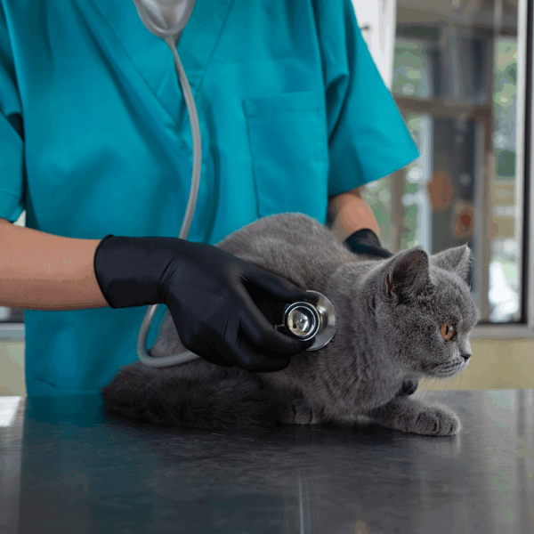 Veterinarian wearing Ansell MICROFLEX 93-732 black nitrile gloves using a stethoscope to examine a grey cat.