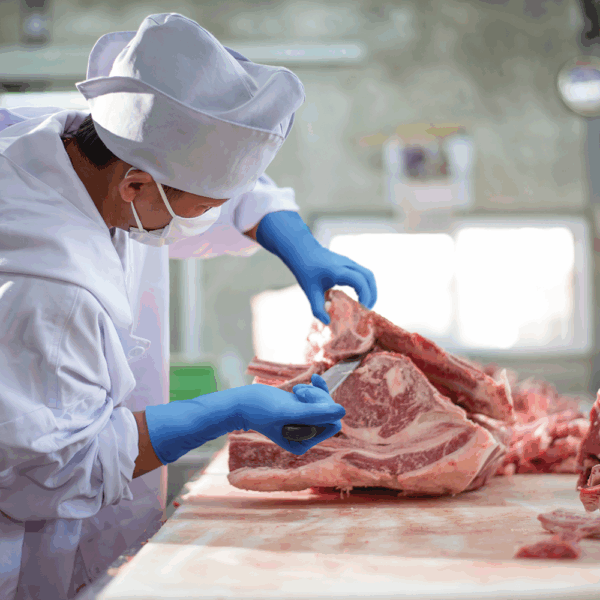 Butcher wearing Ansell MICROFLEX 93-375 disposable gloves cutting raw meat in a food production facility.